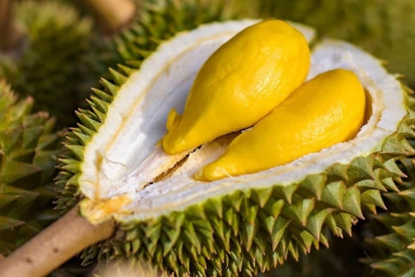 Năm 1999 ông Sáu mang giống sầu riêng đi thi hội thi Trái cây ngon Đồng bằng sông Cửu Long và đoạt giải nhất. Từ đó giống sầu riêng được nhiều người biết đến và ưa chuộng. Ảnh: Nongduocbichtram