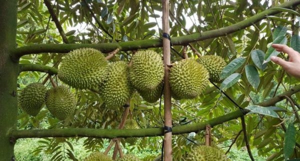 Sầu riêng Ri6 có hương vị rất đặc trưng và mang lại giá trị kinh tế cao. Ở Việt nam, sầu riêng được trồng chủ yếu ở khu vực phía nam. Giống sầu riêng Ri6 gắn với tên tuổi ông Sáu Ri (tên thật là Nguyễn Minh Châu) ngụ tại xã Bình Hòa, huyện Long Hồ, tỉnh Vĩnh Long. Ảnh: Foodmap