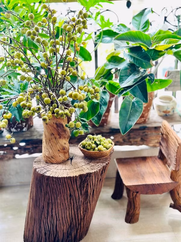 Tương tự, cành táo mèo cũng được nhiều chị em lựa chọn để trang trí nhà, giá từ 75.000 - 80.000 đồng/bó. Ảnh: Facebook