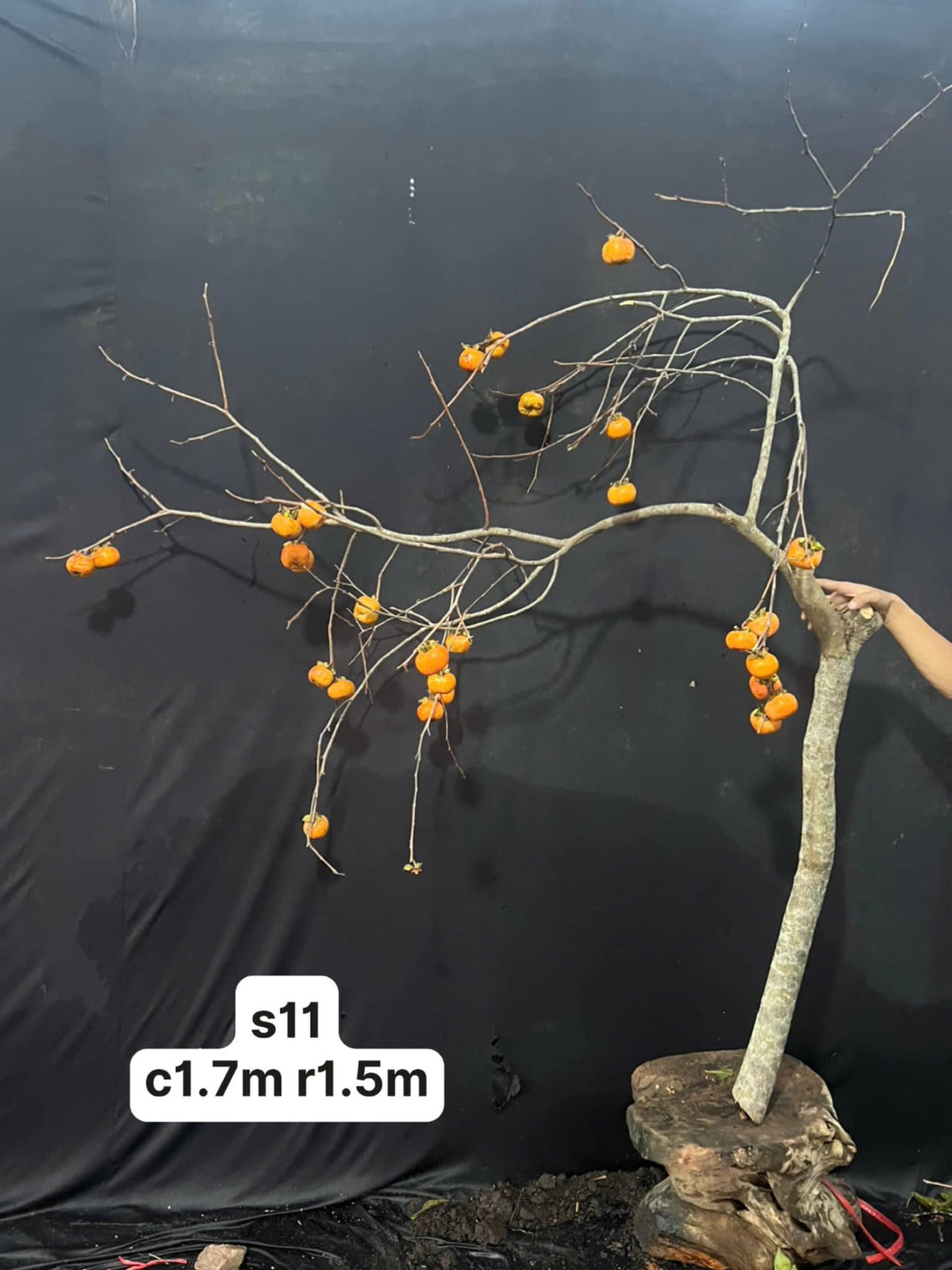 Không chỉ rầm rộ dịp Tết Trung thu, khoảng đầu tháng 11, cành hồng quả cũng được một số cửa hàng bán phục vụ khách hàng chơi đến Tết. Ảnh: FB Sple Nguyet