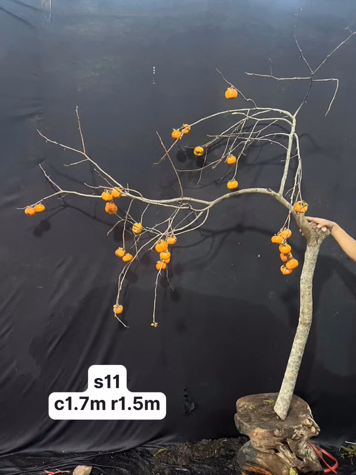 Không chỉ rầm rộ dịp Tết Trung thu, khoảng đầu tháng 11, cành hồng quả cũng được một số cửa hàng bán phục vụ khách hàng chơi đến Tết. Ảnh: FB Sple Nguyet