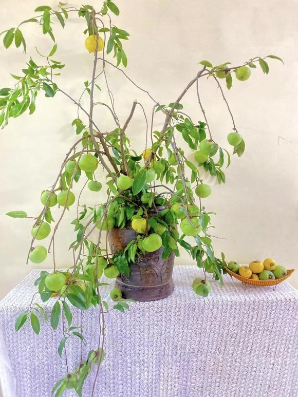 Một set gồm 2-3 cành thị tươi dài khoảng hơn 1 mét, quả xanh, chín xen lẫn cùng nhiều lộc lá. Ảnh: Facebook