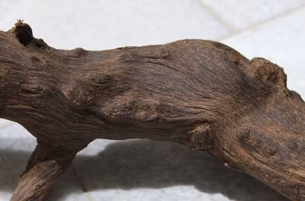 Nhiều đại gia Nhật Bản, Trung Quốc sẵn sàng bỏ ra núi tiền cũng không có để mua. Ảnh: Thiên Mộc Hương