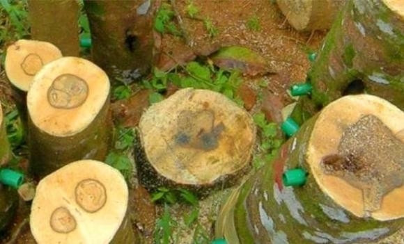 Khi cây bị tổn thương, nhựa cây tiết ra, kết hợp với các yếu tố tự nhiên đặc biệt, tinh dầu sẽ tích tụ và dần dần hình thành trầm. Ảnh minh họa