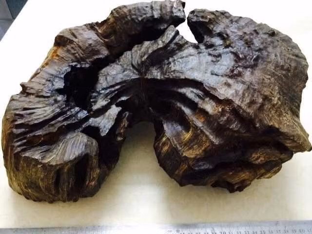 Đặc biệt, Việt Nam là nơi hội tụ các loại kỳ nam chất lượng nhất, được giới sưu tầm trên toàn thế giới, đặc biệt là Trung Quốc, săn lùng. Ảnh: Tramhuongsinhhocttt