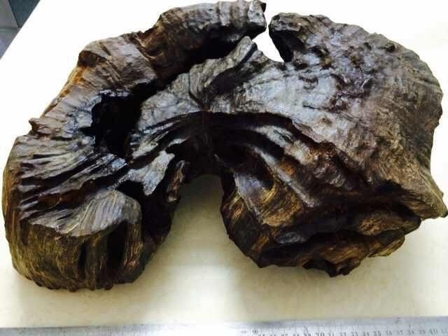 Đặc biệt, Việt Nam là nơi hội tụ các loại kỳ nam chất lượng nhất, được giới sưu tầm trên toàn thế giới, đặc biệt là Trung Quốc, săn lùng. Ảnh: Tramhuongsinhhocttt