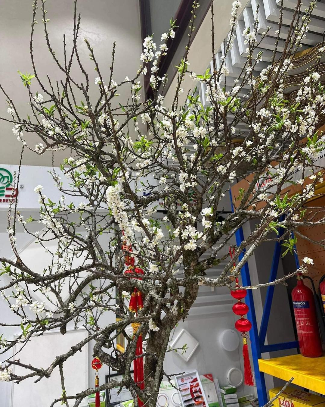 Ngay từ những ngày cuối tháng 10, nhiều chị em bất ngờ khi trên chợ mạng đã xuất hiện người rao bán cành mận rừng Tây Bắc. Ảnh: FB Hoa hồng ngoại 2018