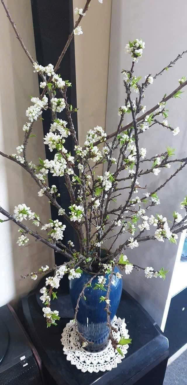 Tuy nhiên, chơi cành mận phải kiên trì. Chị Trang vừa đặt mua 2 sét cành mận dăm nhưng phải 3 hôm nữa mới có hàng. Ảnh: FB Thanh Trúc