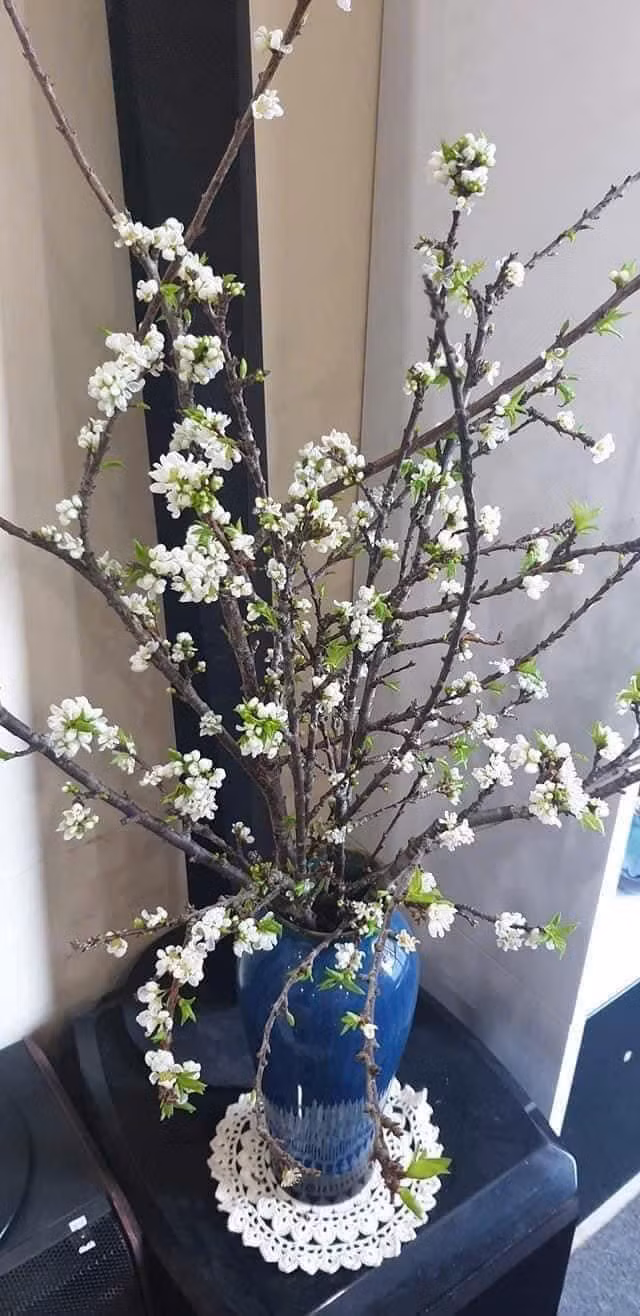 Tuy nhiên, chơi cành mận phải kiên trì. Chị Trang vừa đặt mua 2 sét cành mận dăm nhưng phải 3 hôm nữa mới có hàng. Ảnh: FB Thanh Trúc