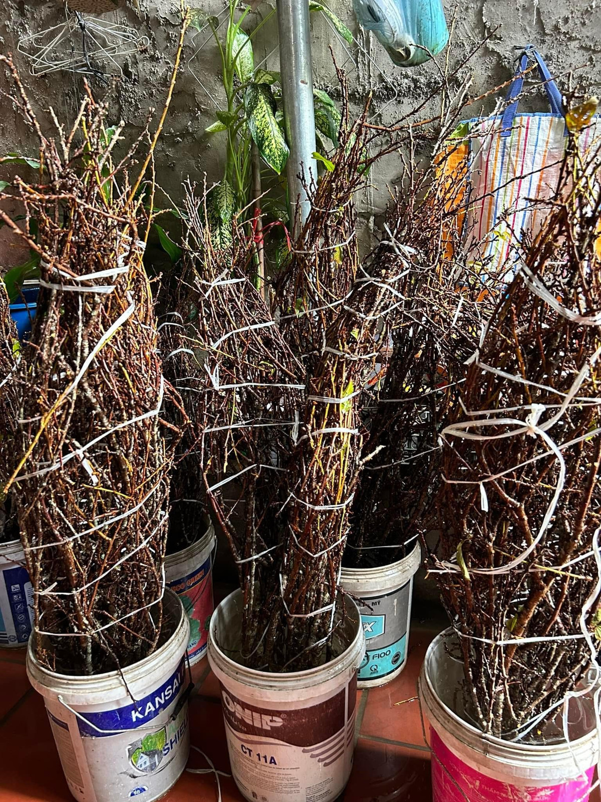 Tuy nhiên, mận mùa này còn khá ít nên mỗi đợt chị Huyền chỉ lấy được khoảng 20 - 30 bó. Hàng về chỉ đủ giao cho khách đặt trước. Ảnh: Ngân Hà Flower