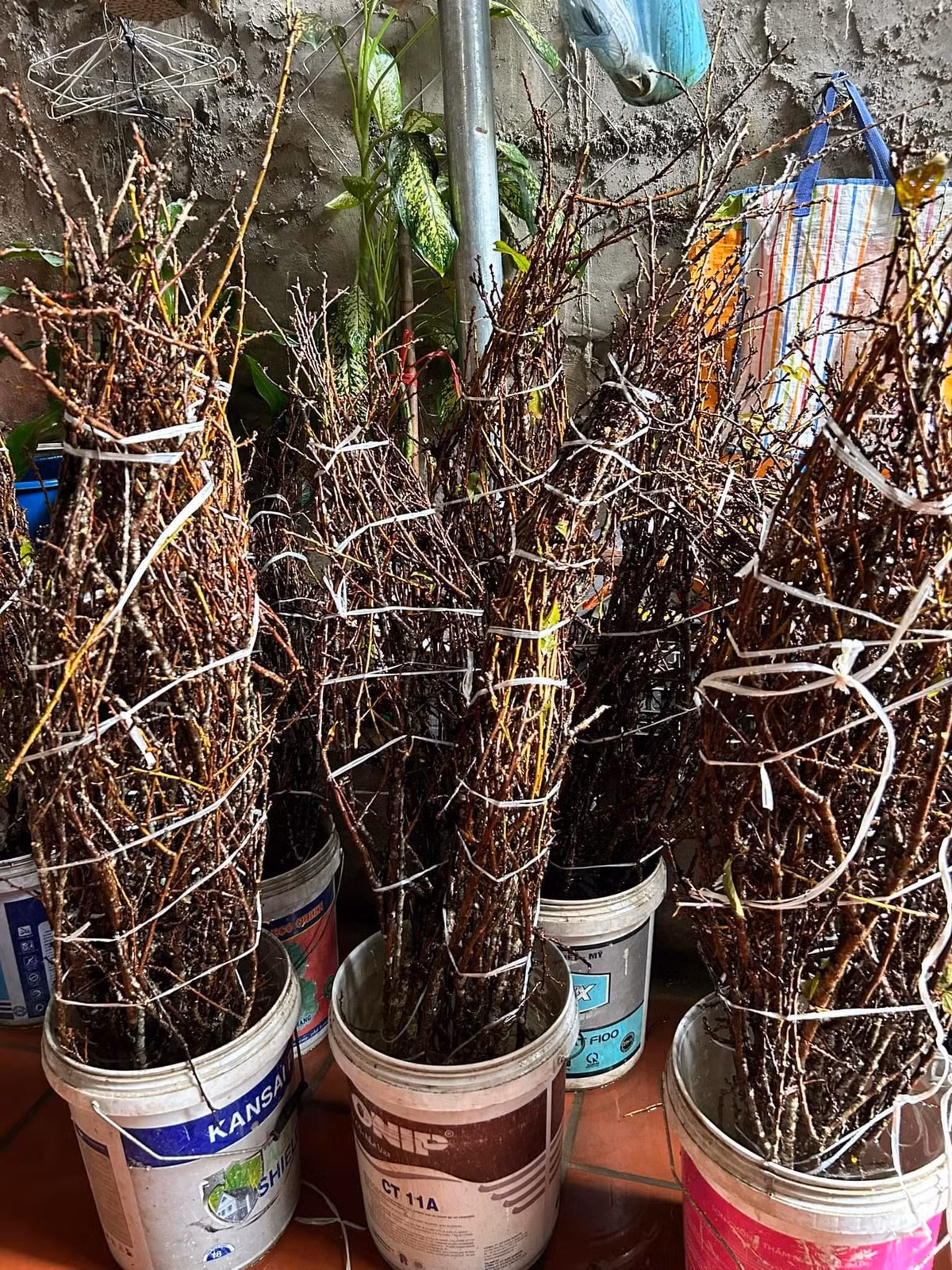 Tuy nhiên, mận mùa này còn khá ít nên mỗi đợt chị Huyền chỉ lấy được khoảng 20 - 30 bó. Hàng về chỉ đủ giao cho khách đặt trước. Ảnh: Ngân Hà Flower