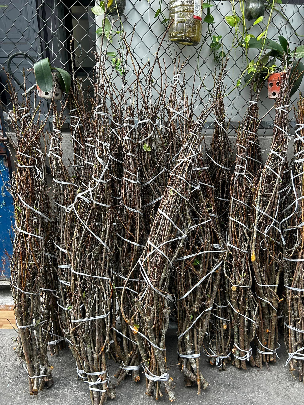 Chị Huyền (một đầu mối bán online tại Hà Nội) cho biết đã bán cành mận rừng Tây Bắc từ vài năm nay. Cách đây khoảng 1 tuần, chị Huyền bắt đầu bán sét cành mận rừng đầu tiên, giá 99.000 đồng/ sét (gồm 9 - 10 cành). Ảnh: Ngân Hà Flower