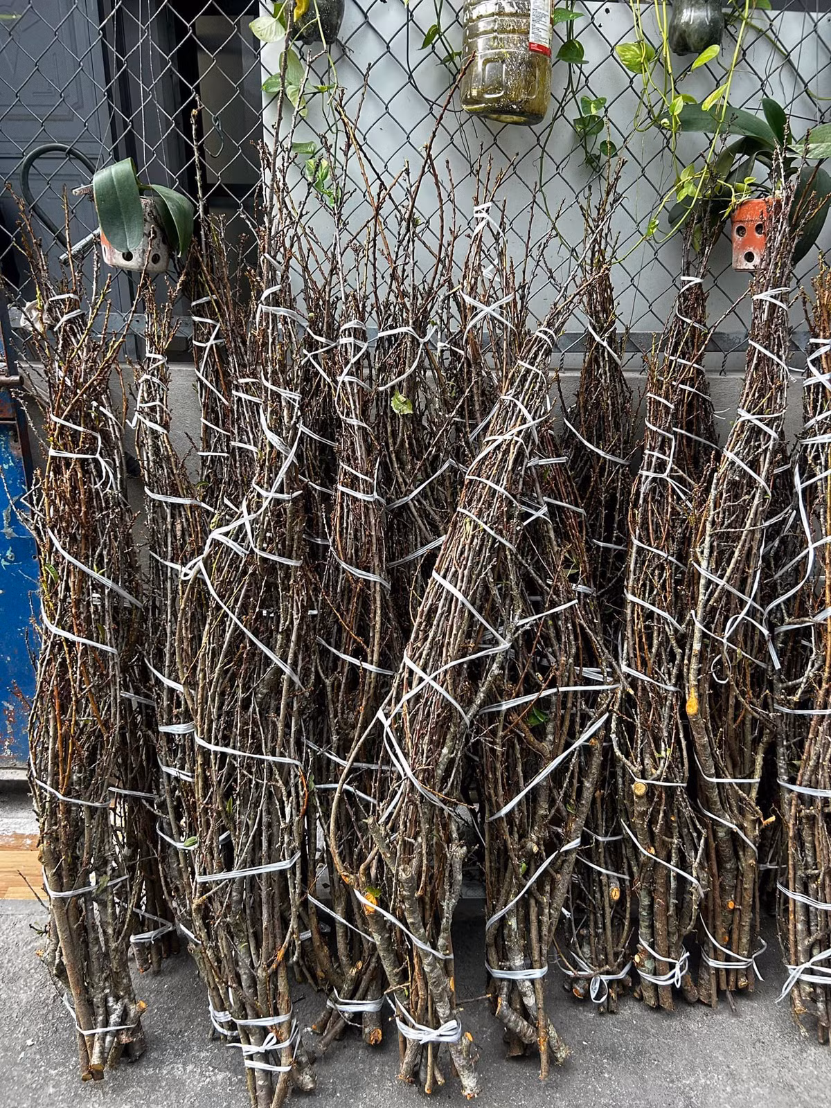 Chị Huyền (một đầu mối bán online tại Hà Nội) cho biết đã bán cành mận rừng Tây Bắc từ vài năm nay. Cách đây khoảng 1 tuần, chị Huyền bắt đầu bán sét cành mận rừng đầu tiên, giá 99.000 đồng/ sét (gồm 9 - 10 cành). Ảnh: Ngân Hà Flower