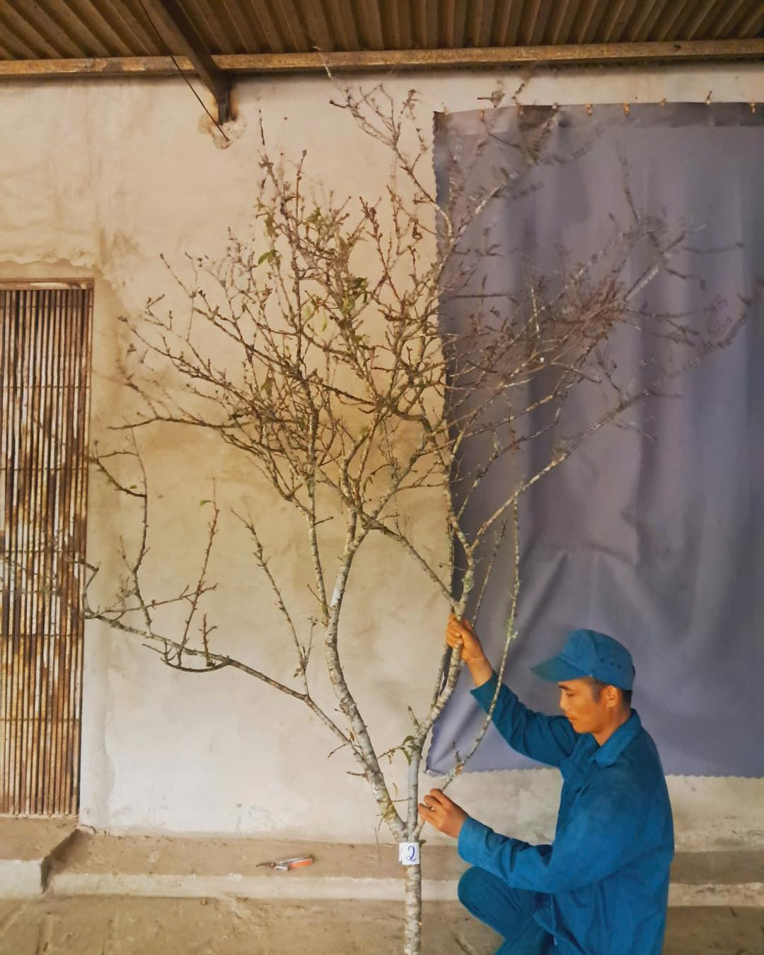 Cành mận cao trên 1,7 mét có giá 290.000 đồng/cành. Ảnh: FB Hoa hồng ngoại 2018