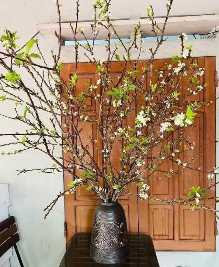 Người bán cho biết, hoa mận hệ củi nên người chơi chỉ phun sương cành nụ là hoa bật nhanh. Ảnh: Facebook