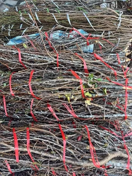 Những cành mận rừng trông không khác "củi khô", trên cành không lá, không hoa, chỉ có nụ nhỏ. Ảnh: Facebook