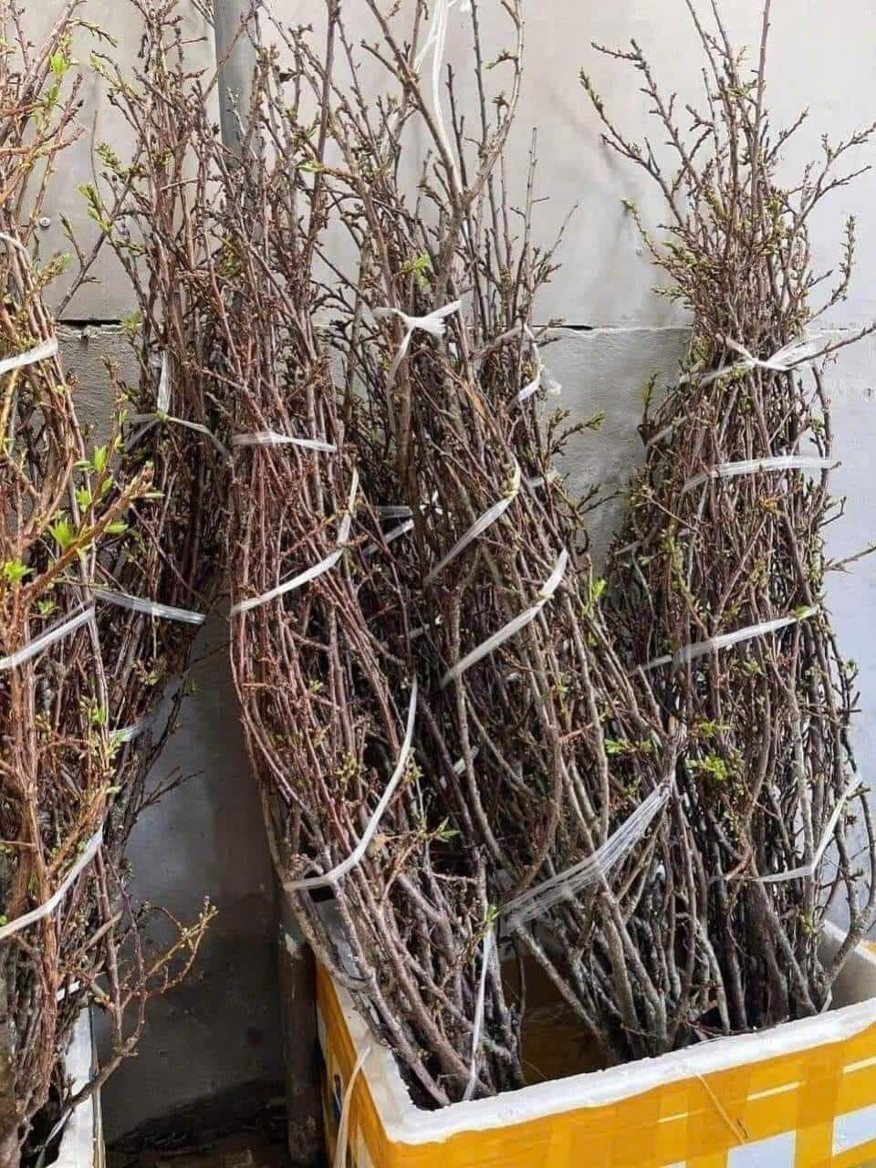 Trong khi đó, mỗi bó nhỏ gồm 9 - 10 cành, giá bán từ 85.000 - 100.000 đồng. Ảnh: Fcebook