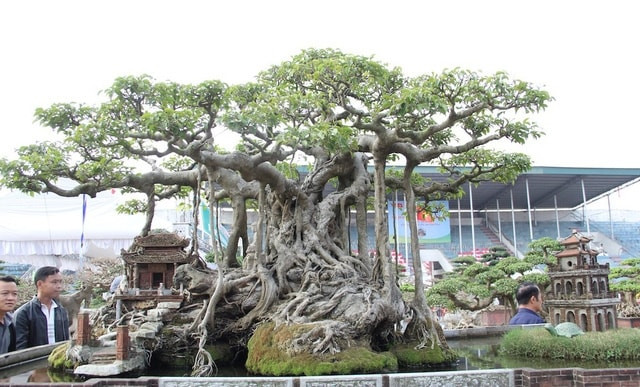 Cây cao 1m2, tán xòe rộng 3m và đường kính thân là 30cm. Ảnh: Baohaiduong