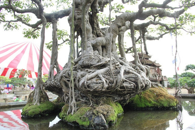 Năm 2005, có người ngỏ ý muốn mua lại cây sanh cổ với giá 250 cây vàng nhưng chủ nhân không bán. Đến năm 2010, một người khách trả giá 10 tỷ đồng nhưng ông vẫn từ chối. Ảnh: Internet