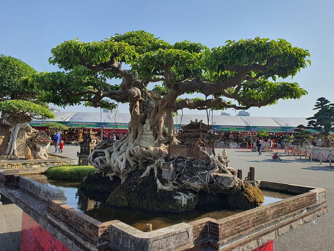 Cây sanh cổ thụ mang tên “Hồn Việt” thuộc sở hữu của ông Nguyễn Tân Khoa hay còn gọi là “Khoa sắt” (Hoàng Mai, Hà Nội) được xếp vào dạng “hiếm có, khó tìm” nhờ hình dáng độc đáo và bông tán đẹp mắt. Ảnh: Internet