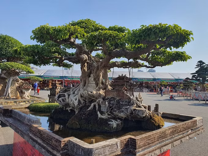 Cây sanh cổ thụ mang tên “Hồn Việt” thuộc sở hữu của ông Nguyễn Tân Khoa hay còn gọi là “Khoa sắt” (Hoàng Mai, Hà Nội) được xếp vào dạng “hiếm có, khó tìm” nhờ hình dáng độc đáo và bông tán đẹp mắt. Ảnh: Internet