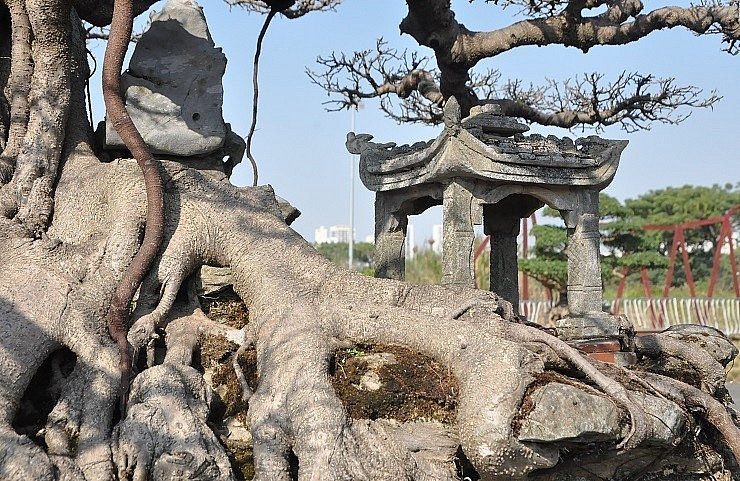 Theo chủ nhân, cây sanh cổ đã gắn liền với tên tuổi của ông suốt mấy chục năm qua. Đó không chỉ là một cái cây mà nó còn là người bạn đặc biệt nên giá trị không thể đong đếm được bằng tiền. Ảnh: Internet