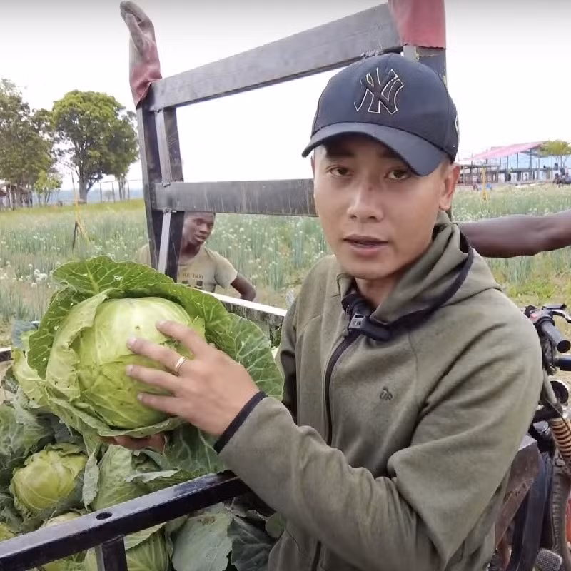Trang trại cũng cho thu hoạch một lượng lớn băp cải. Ảnh: FBNV