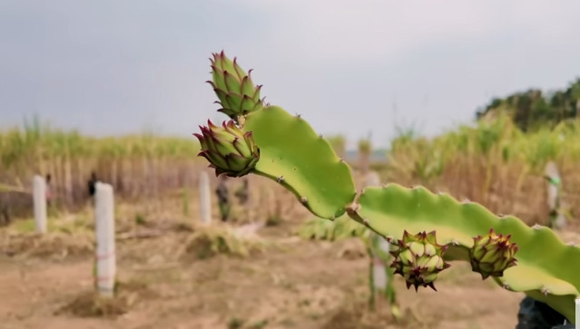  Quang Linh còn trồng cả thanh long. Ảnh chụp màn hình