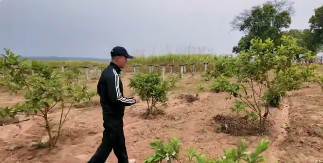 Vườn ổi xanh tốt sắp cho trái. Ảnh chụp màn hình