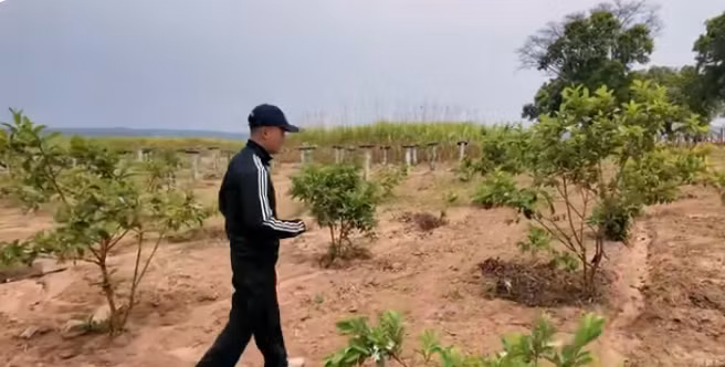 Vườn ổi xanh tốt sắp cho trái. Ảnh chụp màn hình