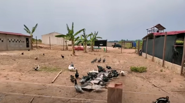 Ngoài trồng cây, Quang Linh Vlogs còn thiết kế một khu riêng nuôi lợn và ngan vịt. Ảnh chụp màn hình