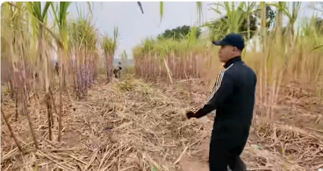 Ruộng mía đã cho thu hoạch 2 đợt. Ảnh chụp màn hình