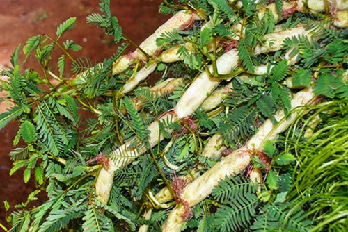 Rau rút trồng khoảng 45 ngày là có thể thu hái, và cứ 7 ngày là đến lứa tiếp theo. Ảnh: Báo Nông nghiệp