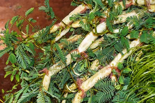 Rau rút trồng khoảng 45 ngày là có thể thu hái, và cứ 7 ngày là đến lứa tiếp theo. Ảnh: Báo Nông nghiệp