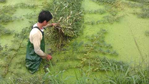 Vào mùa, có hộ thu được 1,5 triệu/ngày nhờ rau rút. Ảnh: Sở NNPTNT