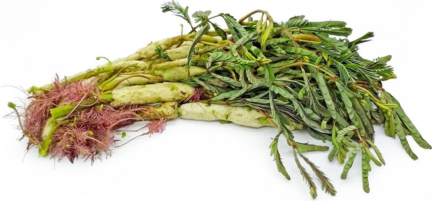 Do được thị trường ưa chuộng nên nhiều hộ dân mở rộng mô hình trồng rau rút, mang về nguồn thu nhập đáng kể. Ảnh: Internet