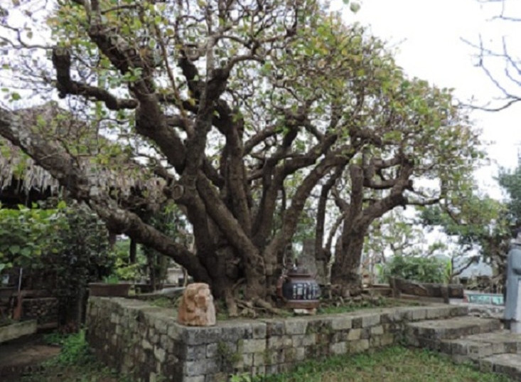 Nổi bật nhất trong vườn cây cảnh của ông Ngọ là cây trâm vối độc nhất vô nhị trồng ngay chính cổng vườn tạo thế oai phong. Ảnh: Nhụy Hồ