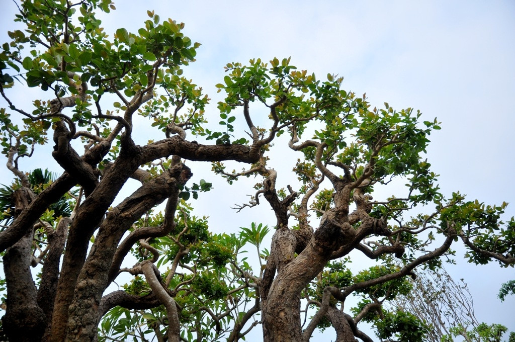 Khi chín, quả có màu tím cực đẹp, ai thích có thể hái ăn, vị ngọt hơi chát rất ngon. Ảnh: Reatimes