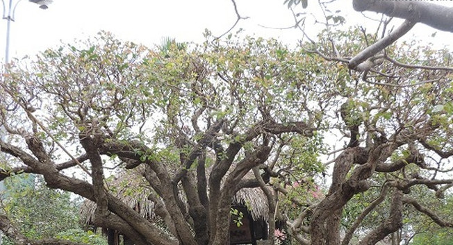 Từng có đoàn khách Nhật Bản và Hàn Quốc tìm về chiêm ngưỡng và trả giá lên tới 500.000 USD (khoảng 10 tỷ đồng) song chủ nhân vẫn từ chối chuyển nhượng. Ảnh: Nhụy Hồ