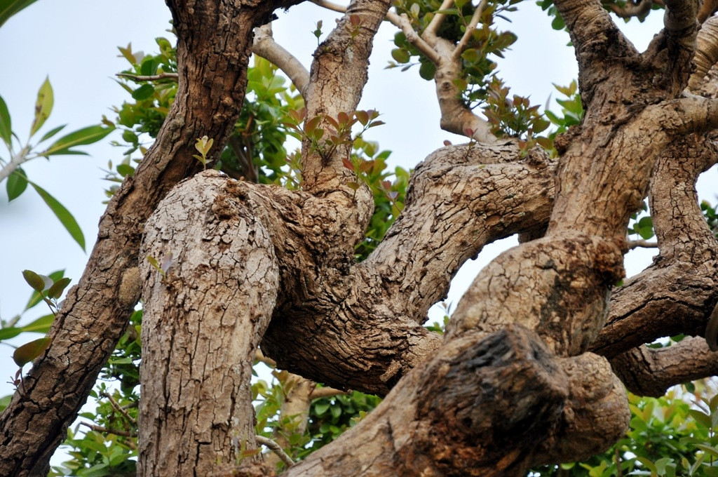 Cây trâm vối cho lá quanh năm. Mùa xuân, cây nảy lộc đâm chồi, ra hoa kết trái. Ảnh: Reatimes