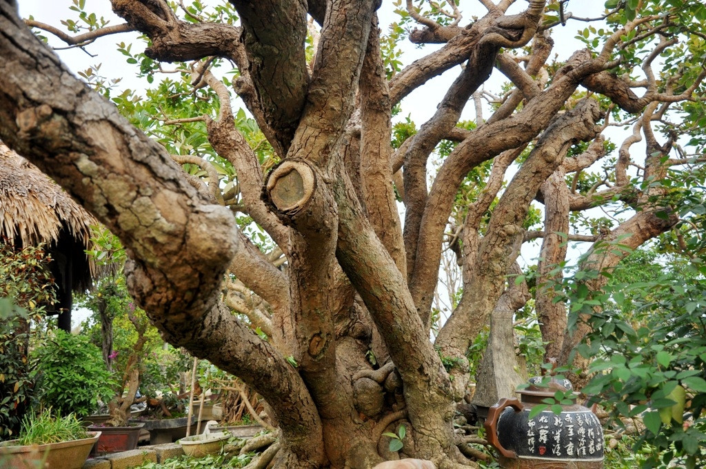 Sở hữu những đặc thù riêng biệt, cây trâm vối cổ khiến nhiều đại gia sành chơi mê mẩn và khát khao có được. Ảnh: Reatimes