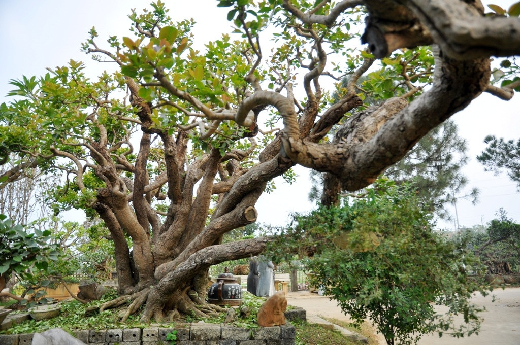 Trong suốt nhiều năm sở hữu trâm vối cổ, chủ nhân chỉ mất công chăm bón, tưới tiêu cho nó chứ không hề can thiệp dao, kéo để tạo dáng. Ảnh: Reatimes