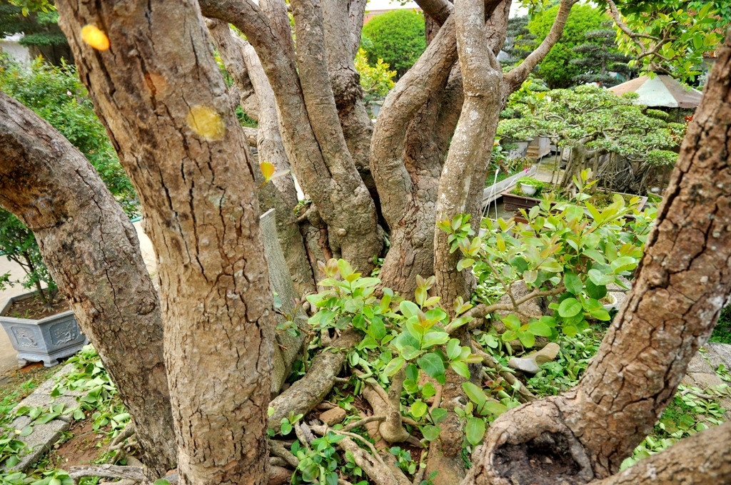 Theo ông Ngọ, trâm vối tại Việt Nam không phải hiếm nhưng hầu hết là những cây to, dáng chỉ 1 - 2 thân. Còn cây trâm vối này dáng tự nhiên, quần long hội tụ, tìm cả Việt Nam không có được cây thứ hai. Ảnh: Suckhoedoisong