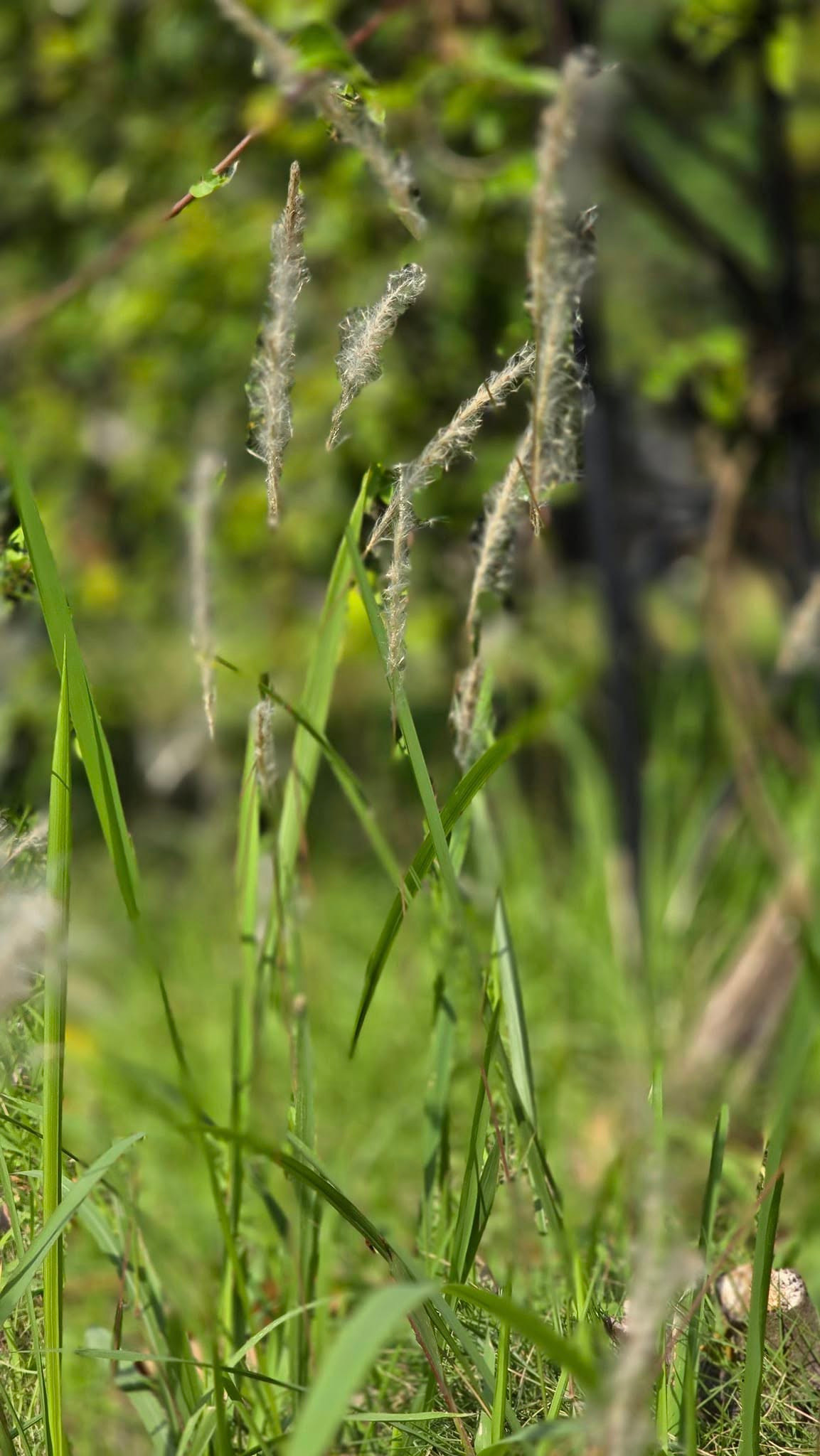 Dù vậy, nhiều khán giả cho biết: "Đến cỏ qua góc nhìn của anh Xuân Bắc, em cũng thấy đẹp". Ảnh: FBNV