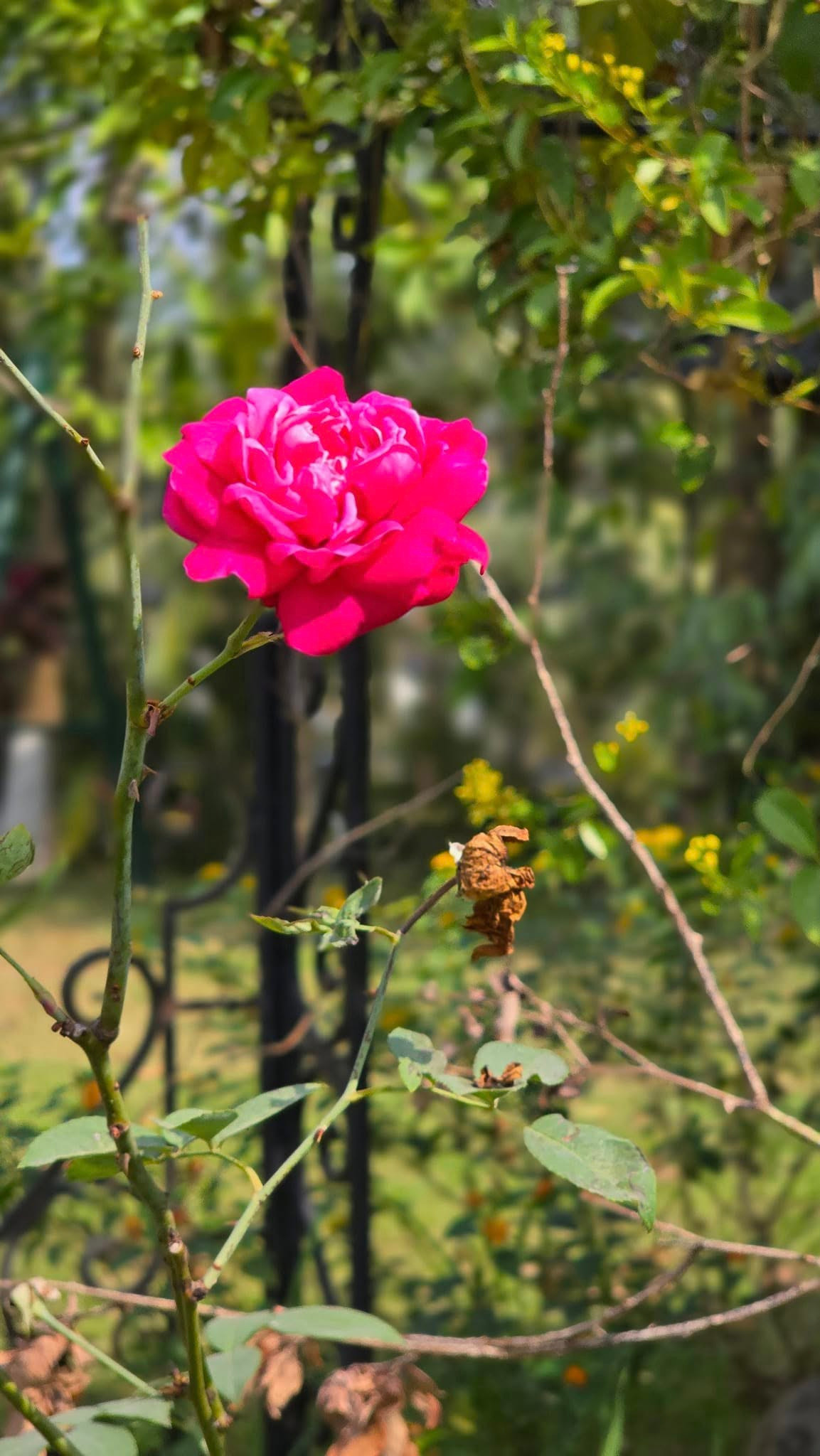 Khu vườn trong "biệt phủ" của Xuân Bắc có cả hoa và cỏ. Ảnh: FBNV