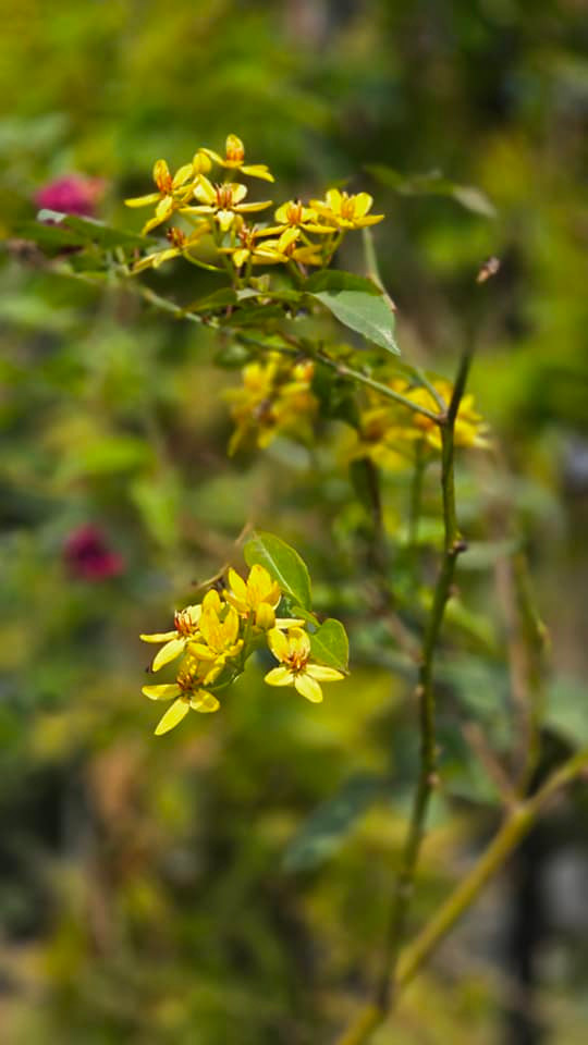 Có vẻ như vì quá bận rộn nên NSND Xuân Bắc không có nhiều thời gian chăm sóc cho khu vườn. Ảnh: FBNV