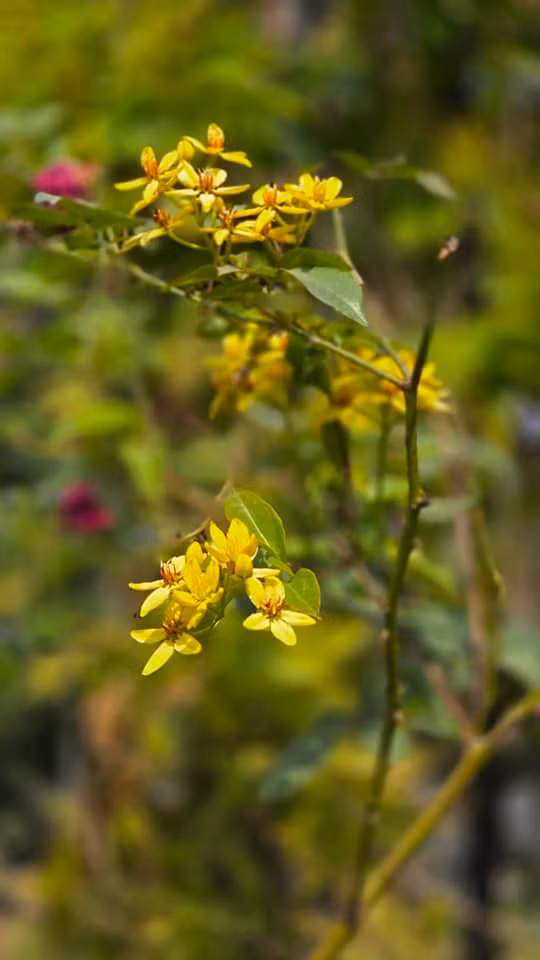 Có vẻ như vì quá bận rộn nên NSND Xuân Bắc không có nhiều thời gian chăm sóc cho khu vườn. Ảnh: FBNV