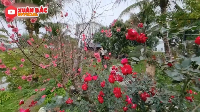 Mùa xuân đến, khu vườn có thêm màu hồng của hoa đào và màu đỏ của hoa hồng cổ. Ảnh chụp màn hình