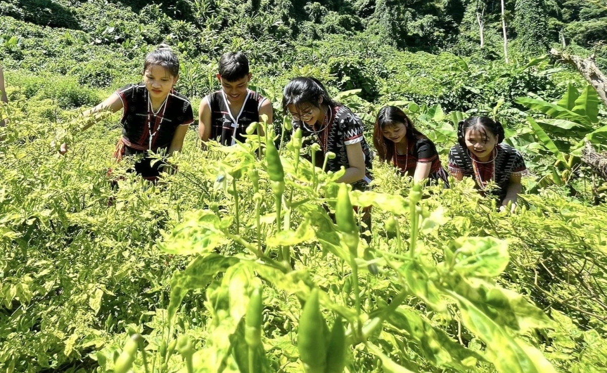 Tháng 8 hàng năm, đồng bào Cơ tu ở huyện Đông Giang, tỉnh Quảng Nam, bước vào vụ thu hoạch ớt trên rẫy nhà. Đó là ớt a riêu, trái nhỏ xíu. Ảnh: VOV