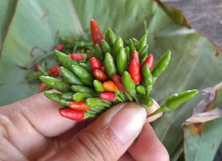 Sau này, đồng bào Cơ tu ở vùng cao Quảng Nam lấy hạt trồng thử trong vườn nhà, cây cho trái. Ảnh: Người đưa tin